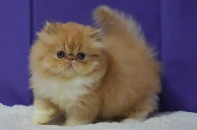 persian cats for sell in delhi